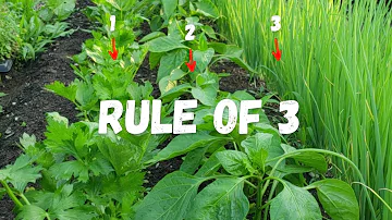 COMPANION PLANTING Made SIMPLE with The Rule of 3!!