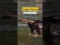 Eagle Flying 1 | islamicshorts | shorts | viralshorts | trendingshorts.