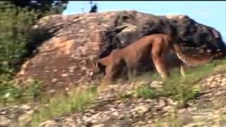Dogo Argentino Morocho saves 2 young girls from Puma attack