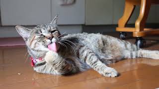 とらみ毛づくろい 230807 - YouTube