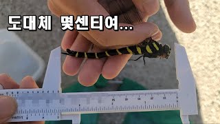 만져보면 살벌합니다ㄷㄷ장수말벌과 유일하게 싸운다는 장수잠자리 채집성공 했습니다!