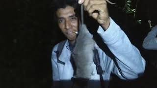 Download Lagu Berburu tikus ekor putih (#Part 4) MP3