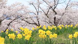 The yellow flowers of daffodils blooming with sakura and cherry blossom tree background.Beautiful la screenshot 5