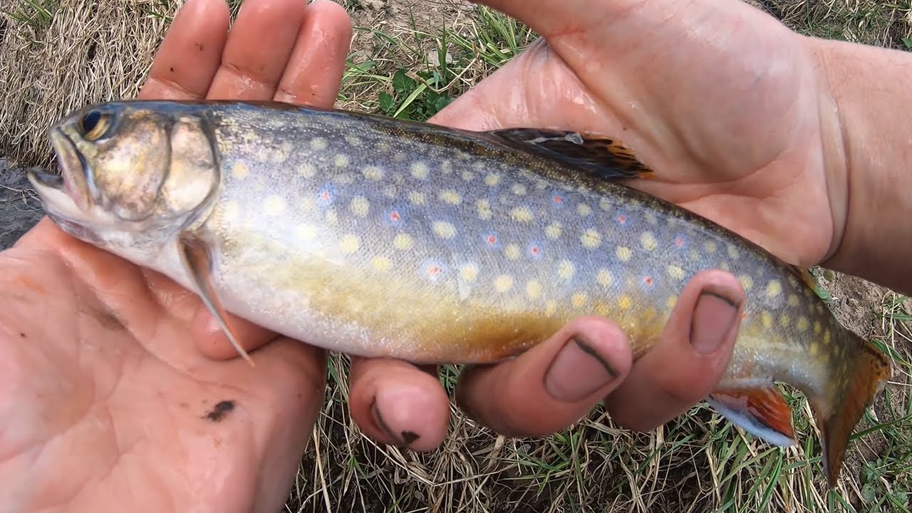 Wisconsin Trout Fishing Brook Trout YouTube