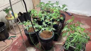 Faceded Canna | Backpack Boyz Lemon Cherry Gelato x White Runtz | Indoor Grow day 2 Flower