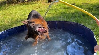 Stubborn German Shepherd Tries To Fight The Water by Leo Fucarev 4,896 views 7 hours ago 3 minutes, 16 seconds