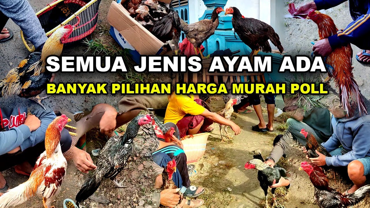 Review Harga Ayam Bangkok Terbaru | Pasar Ayam Bangkok Paling Besar Ramai di jawa Timur