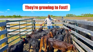 Tagging Calves in Bulk to Avoid Protective Cows
