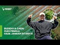 KUPAS TUNTAS BUDIDAYA CABAI VERSI PEMULA| CABAI FASE VEGETATIF|IMPROVISASI METODE PROFESOR CABAI!