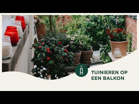 Video: Tuin Op Het Balkon, Wedstrijd 