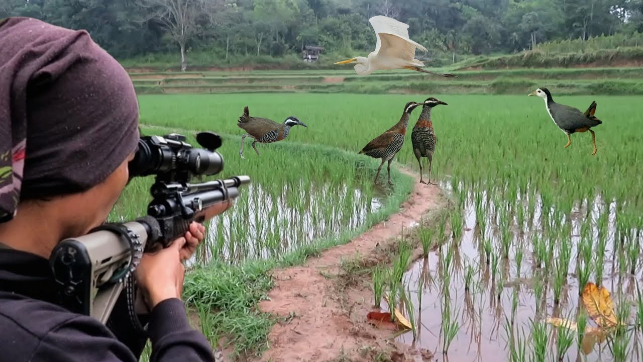 BERBURU‼️ BURUNG SAWAH KETIKA PADI BARU DI TANAM..