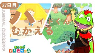 【37日目】たぬき商店がおやすみの日【川鰐グラムのあつまれどうぶつの森実況】（あつ森・ポケ森）