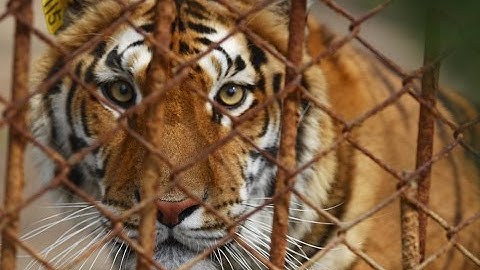 Đọc thơ: Nhớ Rừng - Tác giả: Thế Lữ