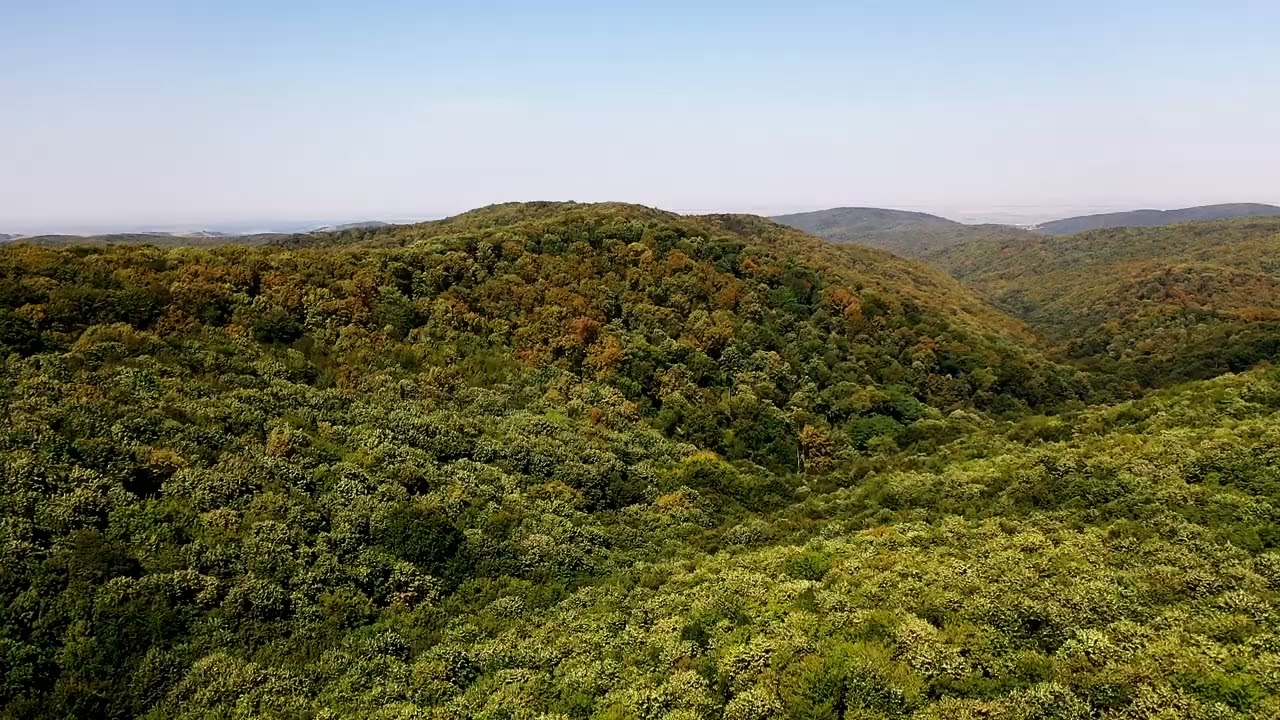 free download mp4 forest