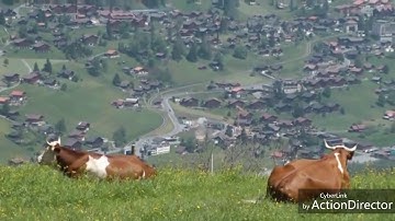 تلاوة عطرة لسورة القلم و الحاقة للقارئ ياسين براكني رمضان ٢٠١٨ مسجد الرحمة بليدة الجزائر
