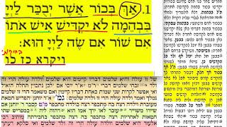 דף יומי תמורה דף כה Temurah daf 25