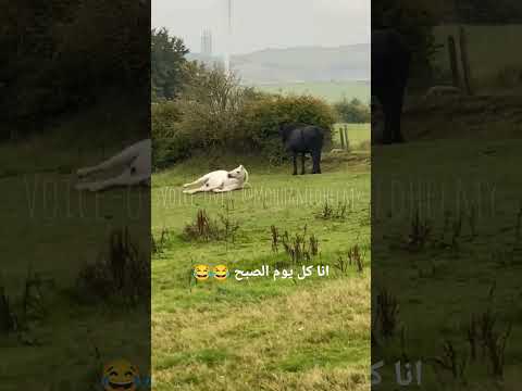 انا كل يوم عشان اصحي اروح الشغل