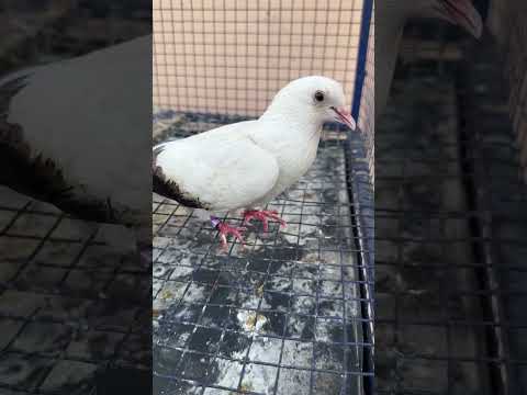 End Kabooter #shortvideo #kabootar #villagelife #viral