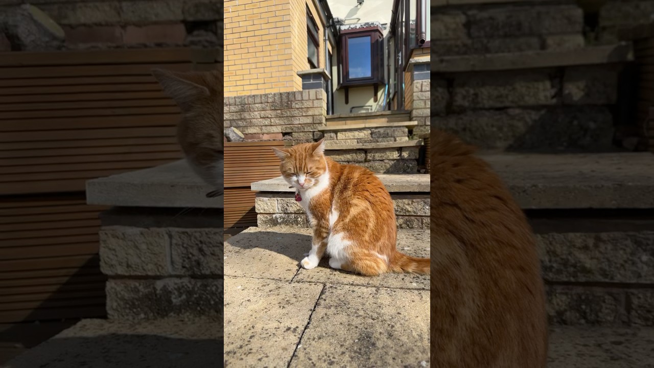 Simba waiting for his Molly..  