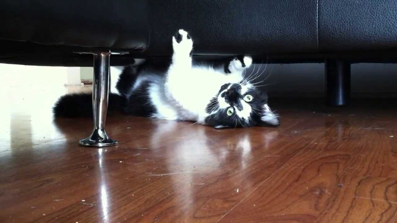 Кот за диваном. Человек заглядывает под кровать. Диван кошка. Достать из под дивана. Достать из под дивана.