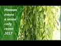 Ивовая тема  сезон 2017. Растим  сад своими руками,  сад быстрого ухода!  Декоративные ивы в саду.