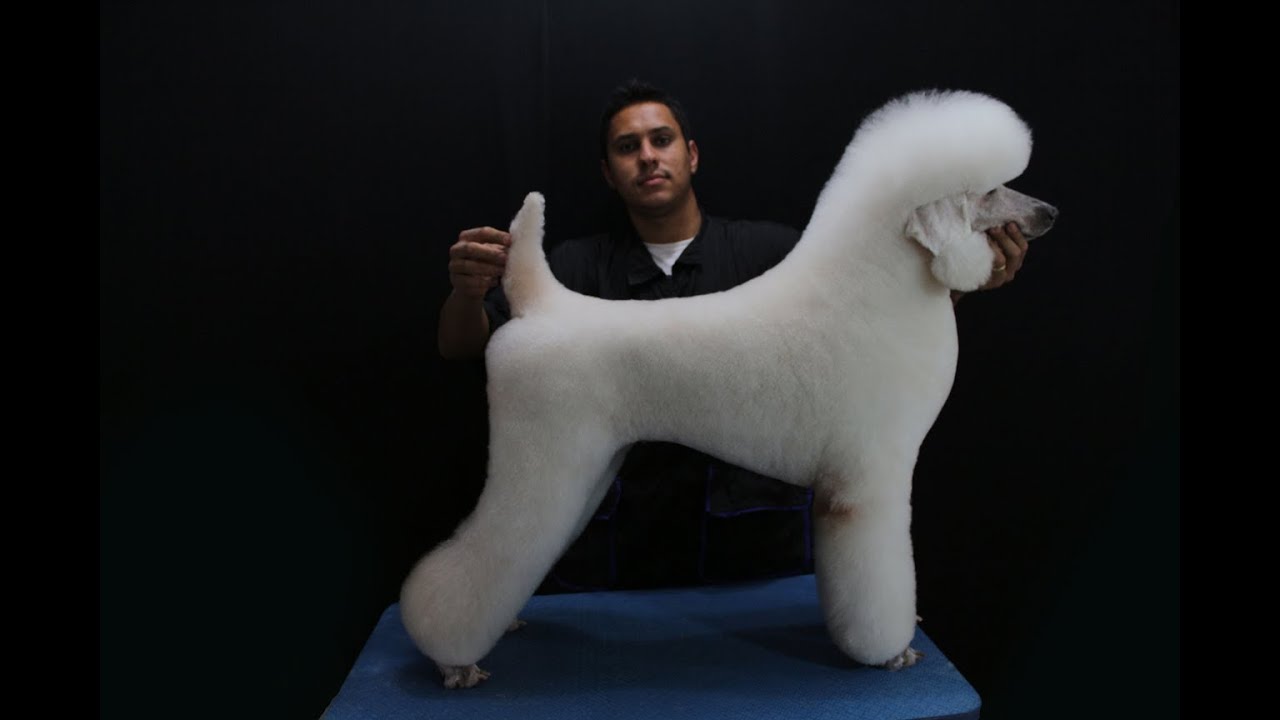 poodle german trim