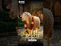 🌙 Eid ul Azha Mubarak 1447 AH 🐄✨