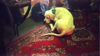 Barzdų Klubo Kalendorius Teaser Kartu Su Twodicksklan