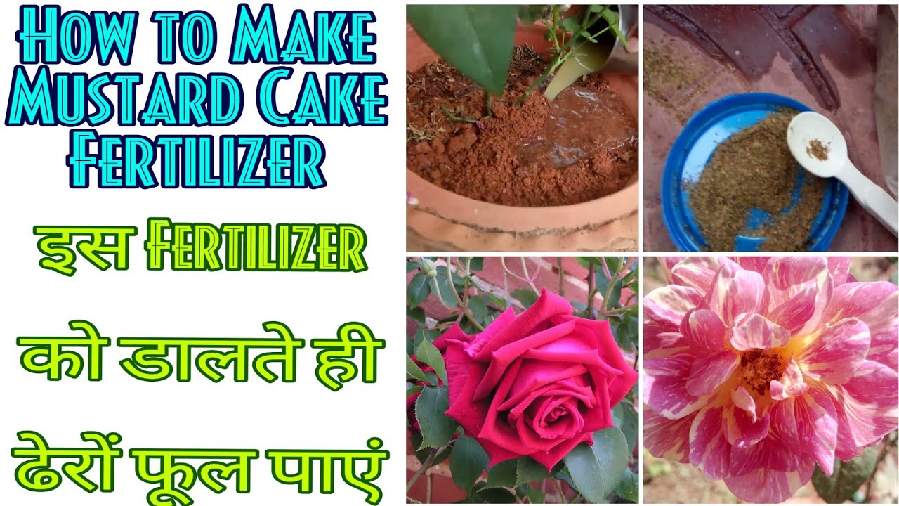21 Mustard cake Fertilizer ढेरों फूल पाएं Rose Plants Get Huge