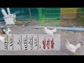 [병아리일기#19] 약한 닭을 괴롭히는 일진닭ㅋ | 닭들도 서열이 있어요