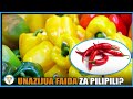 FAIDA 20 ZA PILIPILI KIAFYA SUKA TV