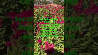 Flores de cresta de gallo