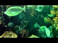 Tour of Shark Reef Aquarium at Mandalay Bay Resort Casino ...