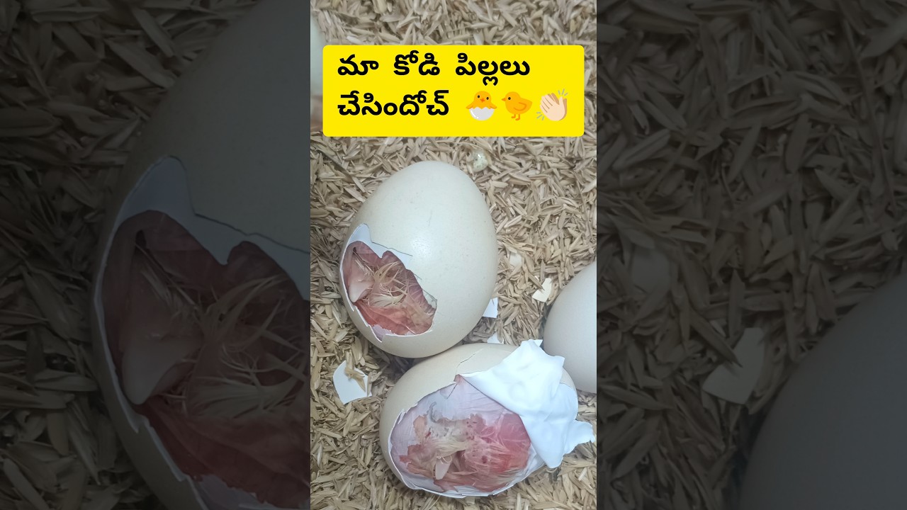 From tiny eggs to little lives…🐣🐤
