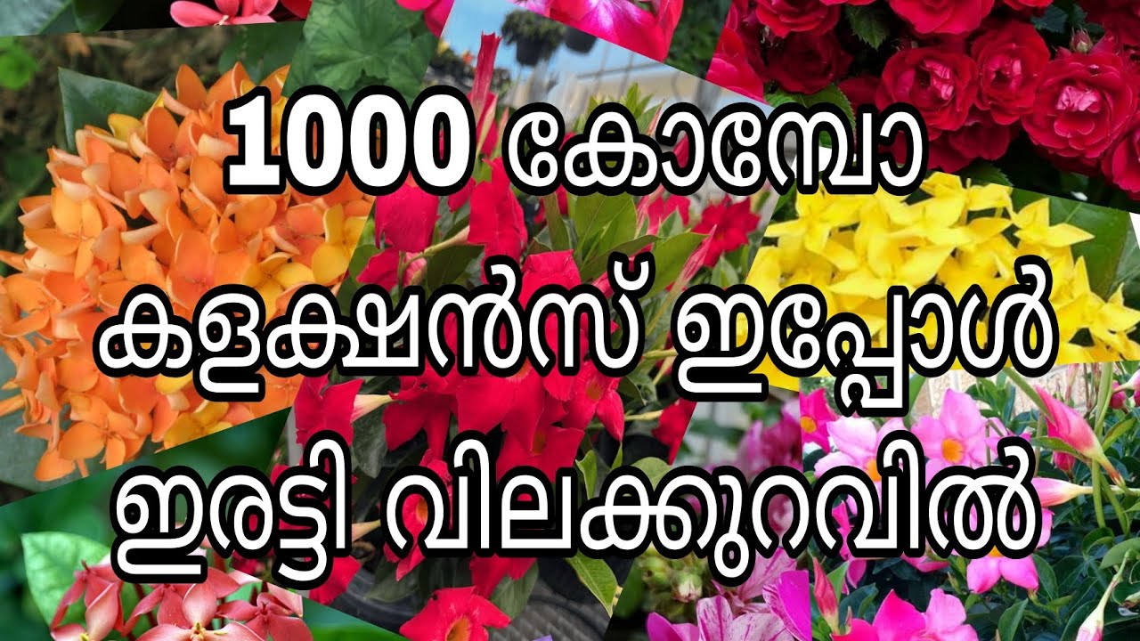 1000 കോമ്പോ കളക്ഷൻസ് ഇപ്പോൾ ഇരട്ടി വിലക്കുറവിൽ😱😱😱😱🥰🥰🥰🥰🥰😍😍😍😍😍😍😍🥳🥳🥳🥳😍😍😍😍