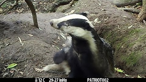 New Forest Explorers Guide - Badgers in the wars