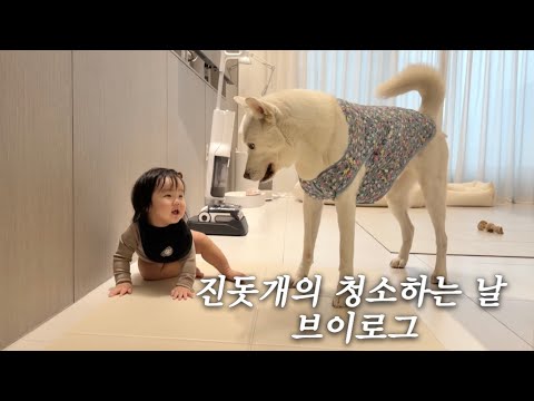 아기 조카 놀러오는 날ㅣ진돗개 털 청소 브이로그ㅣwith 로보락 F25 Ultra
