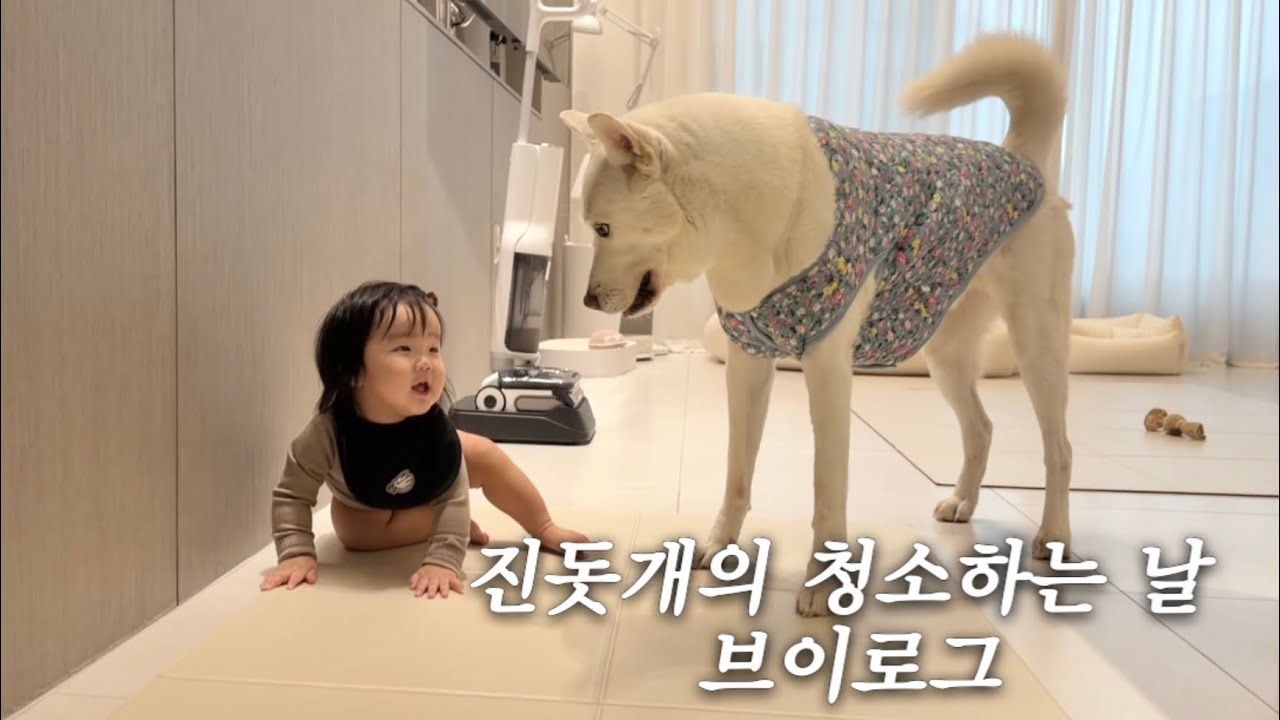 아기 조카 놀러오는 날ㅣ진돗개 털 청소 브이로그ㅣwith 로보락 F25 Ultra