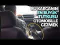 Otomobille Gezen Karga Görenleri Şaşırtıyor