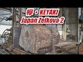 欅・keyaki・Dry Japan Zelkova