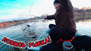 картинка: Налим на Нуре: случайность или строгий расчёт?