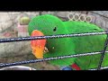 Un voladero exterior para mi Eclectus