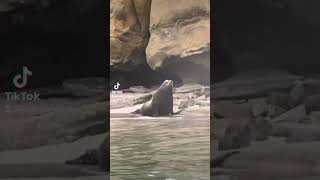 Sea lions charge beachgoers in San Diego #shorts screenshot 3