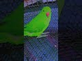 mummy mummy #talkingparot #nonstoptalkingparrot #funny #azharparrot #birds #parrot #talkingparrot