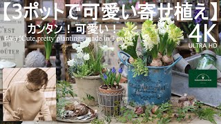 3ポットで可愛い寄せ植え／ヒヤシンス・ムスカリ・スイセン【冬のガーデニング】-フローラ黒田園芸- mixed planting/ Winter gardening 4K ULTRA HD