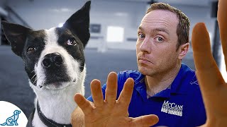 Want To Get A Rescue Dog? Watch THIS First!