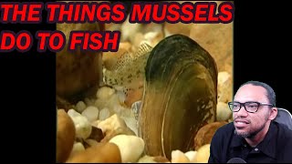 REACTION: True Facts: Mussels That Catch Fish
