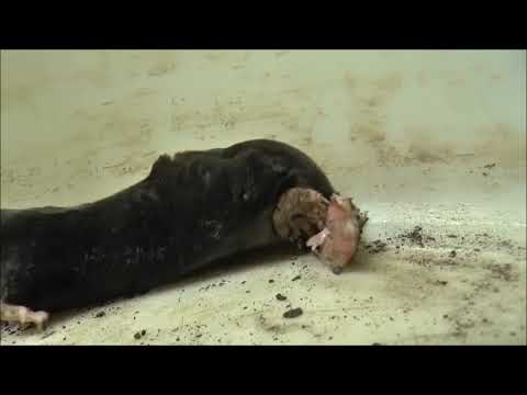 სად ბინადრობენ ძუძუმწოვრები