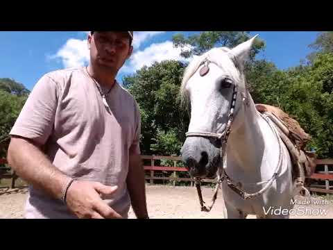 Vídeo: O cavalo pode andar para trás?