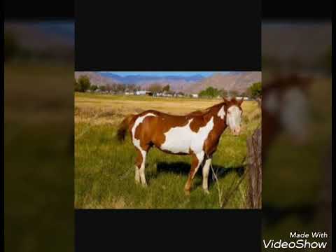 Видео: Пълнозрял кон
